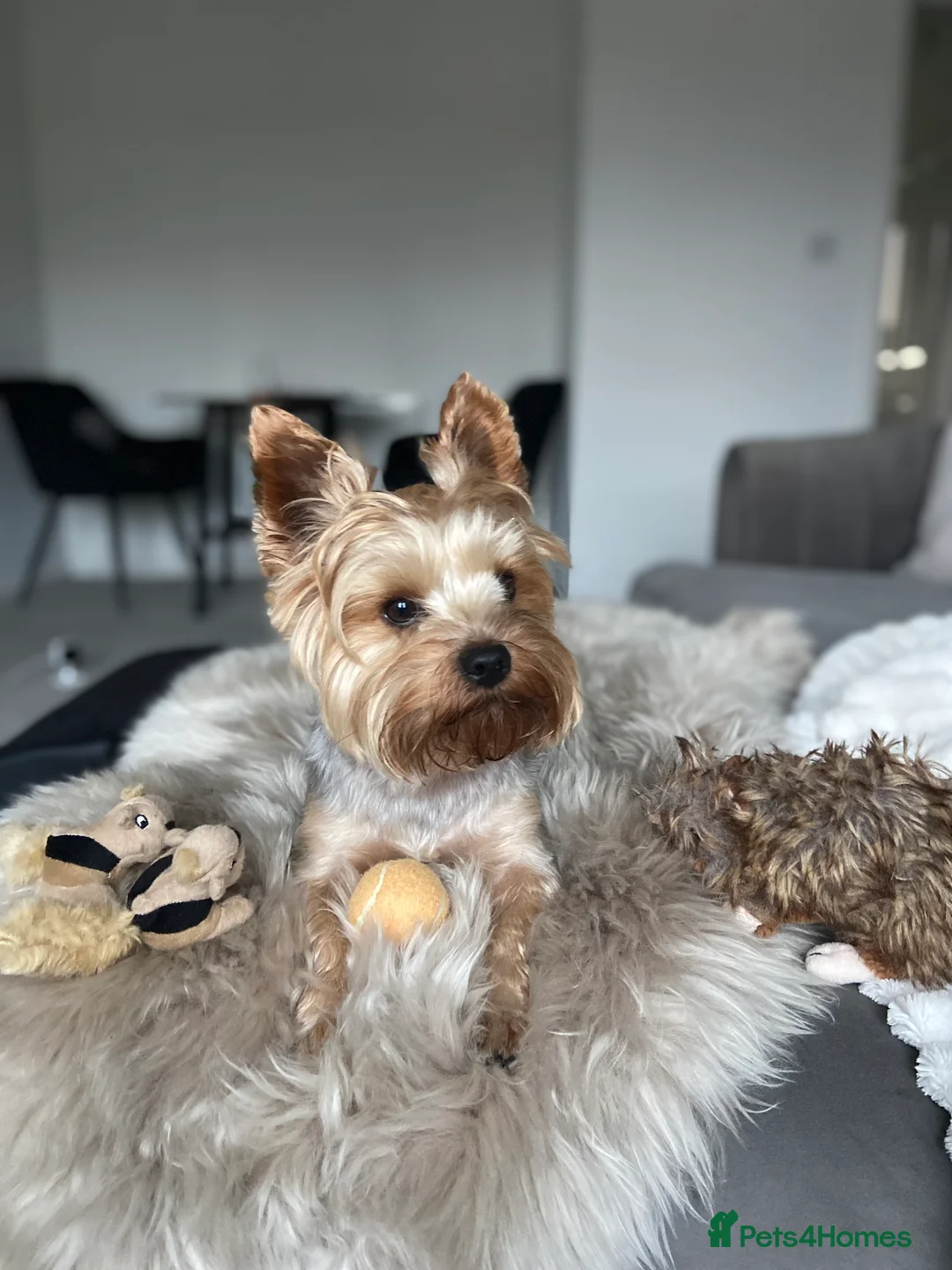 Yorkshire Terrier dogs for stud: Pure breed yorkshire terrier available for stud  - Advert 2