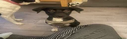 Mixed Breed dogs for sale: 17 week female - Advert 1