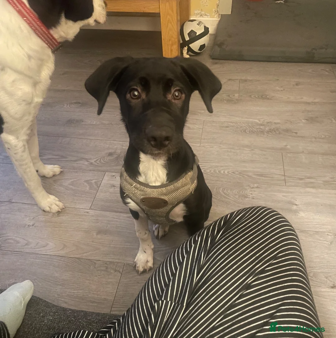 Mixed Breed dogs for sale: 17 week female - Advert 1