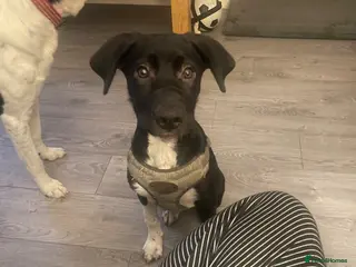 Mixed Breed dogs 17 week female - Advert 3