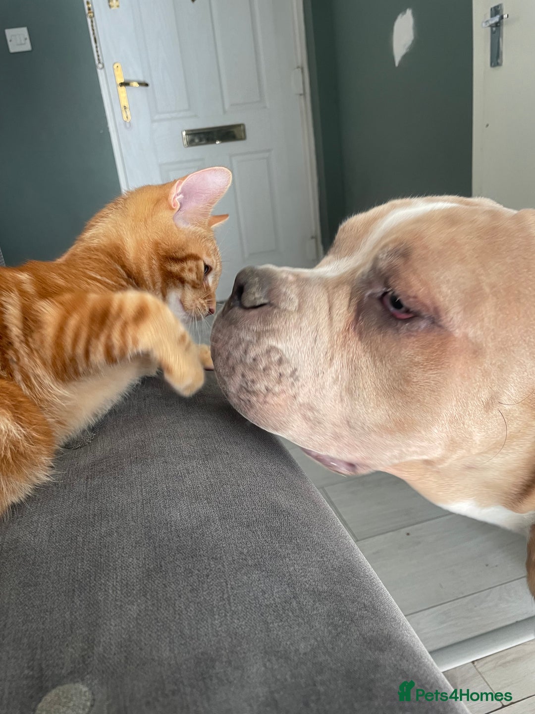 Mixed Breed dogs for sale: Cane corso/ pocket bully  - Image 2