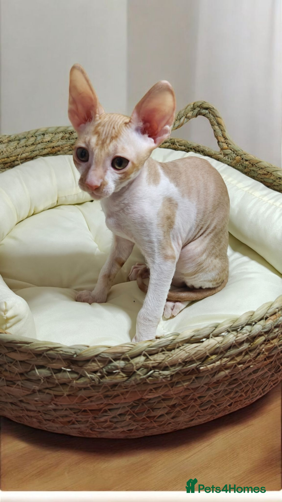 Cornish Rex cats Cornish Rex Kitten Ready for his new  home! - Advert 2