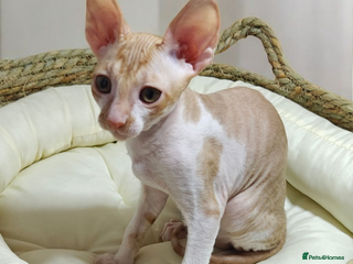 Cornish Rex cats Cornish Rex kittens available to reserve. - Advert 1