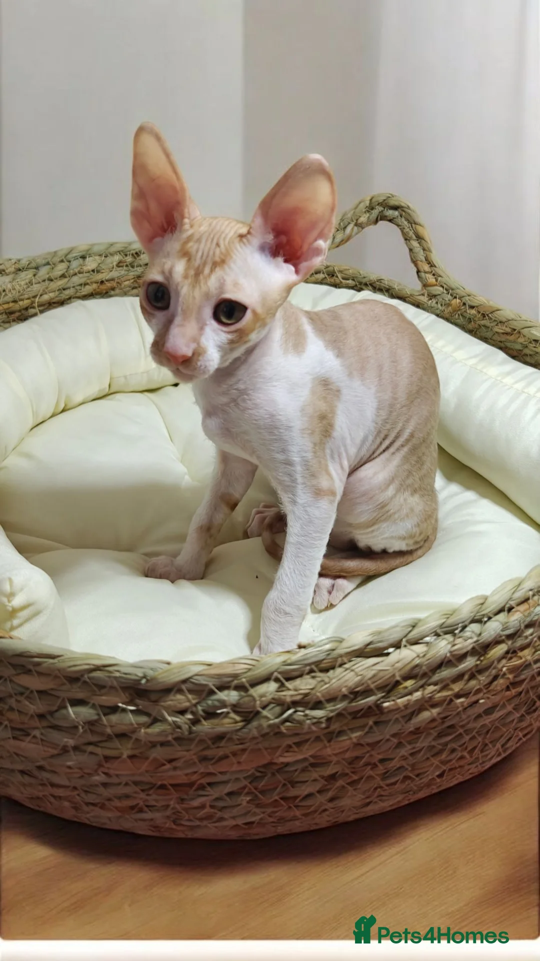 Cornish Rex cats for sale: Cornish Rex Kitten Ready for his new  home! - Advert 5