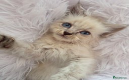 Siberian cats for sale: GCCF champion bloodline siberian nevas - Image 6