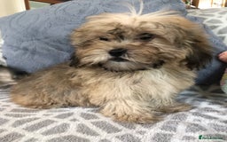 Shihpoo dogs for sale: shihpoo puppies for sale  - Image 13