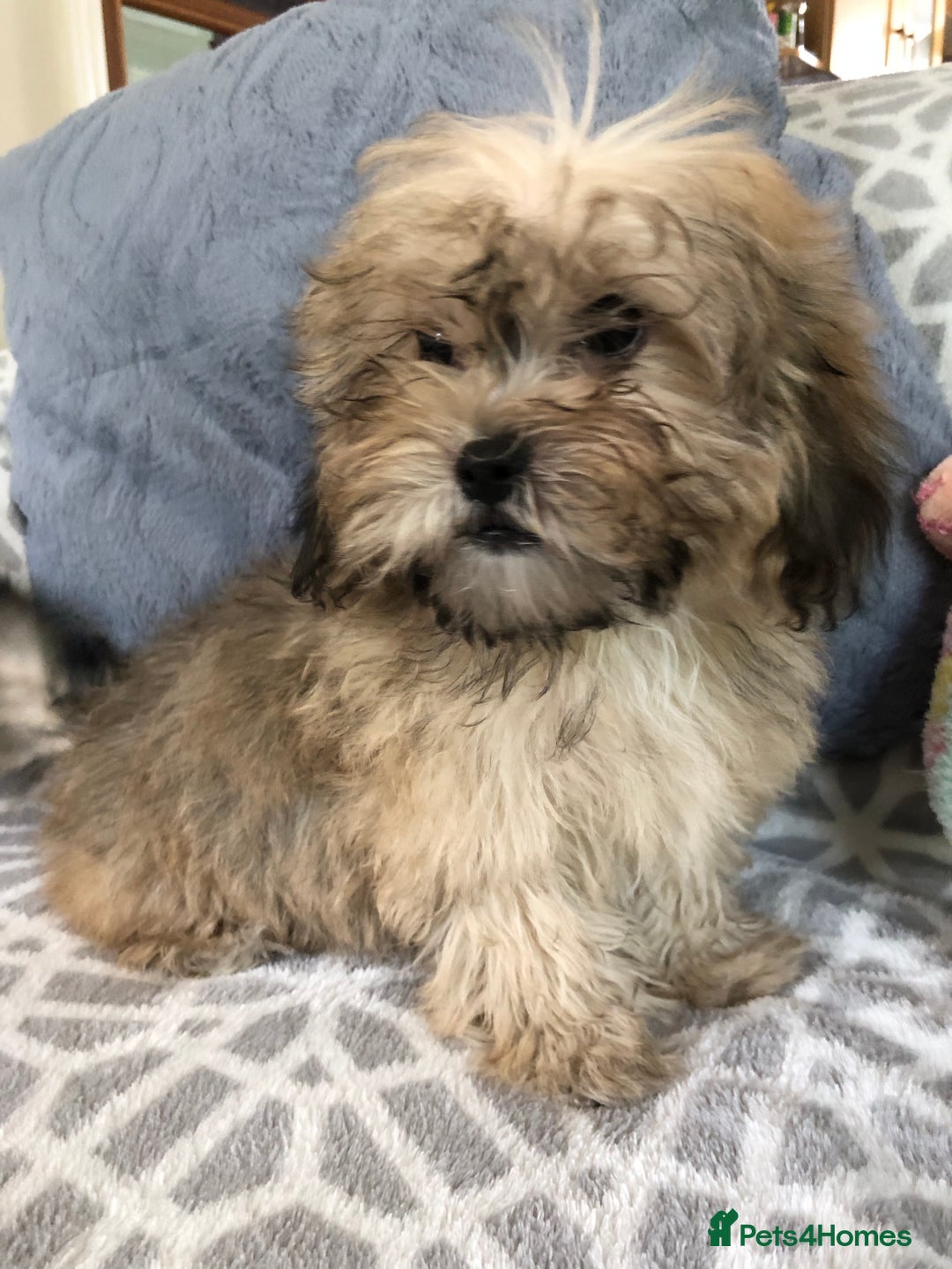 Shihpoo dogs for sale: shihpoo puppies for sale  - Image 13