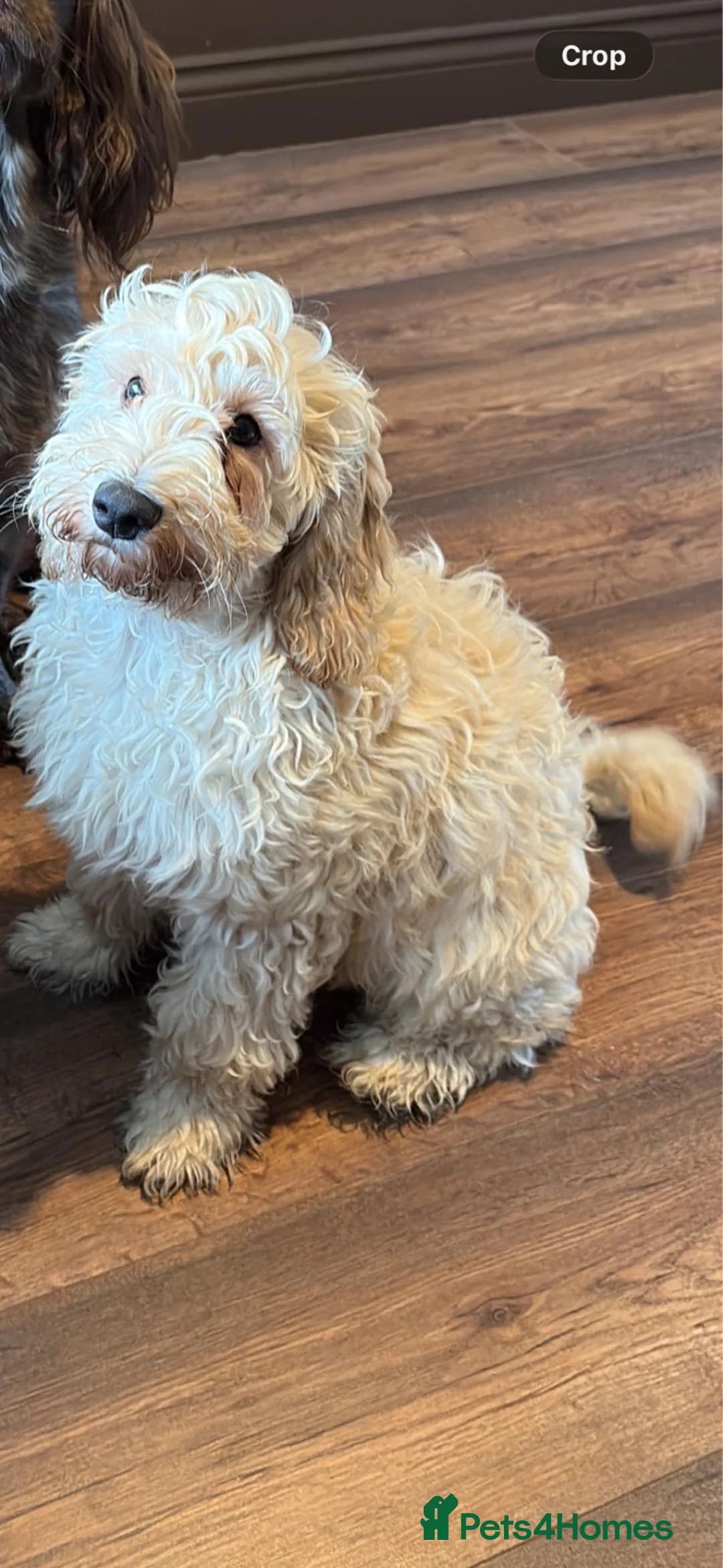 Cockapoo dogs for sale: 17 weeks old  in Sunderland - Advert 2