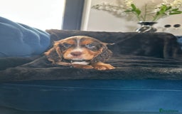 Cocker Spaniel dogs for sale: BEAUTIFUL LITTER OF TRICOLOURED COCKER SPANIELS  - Image 1