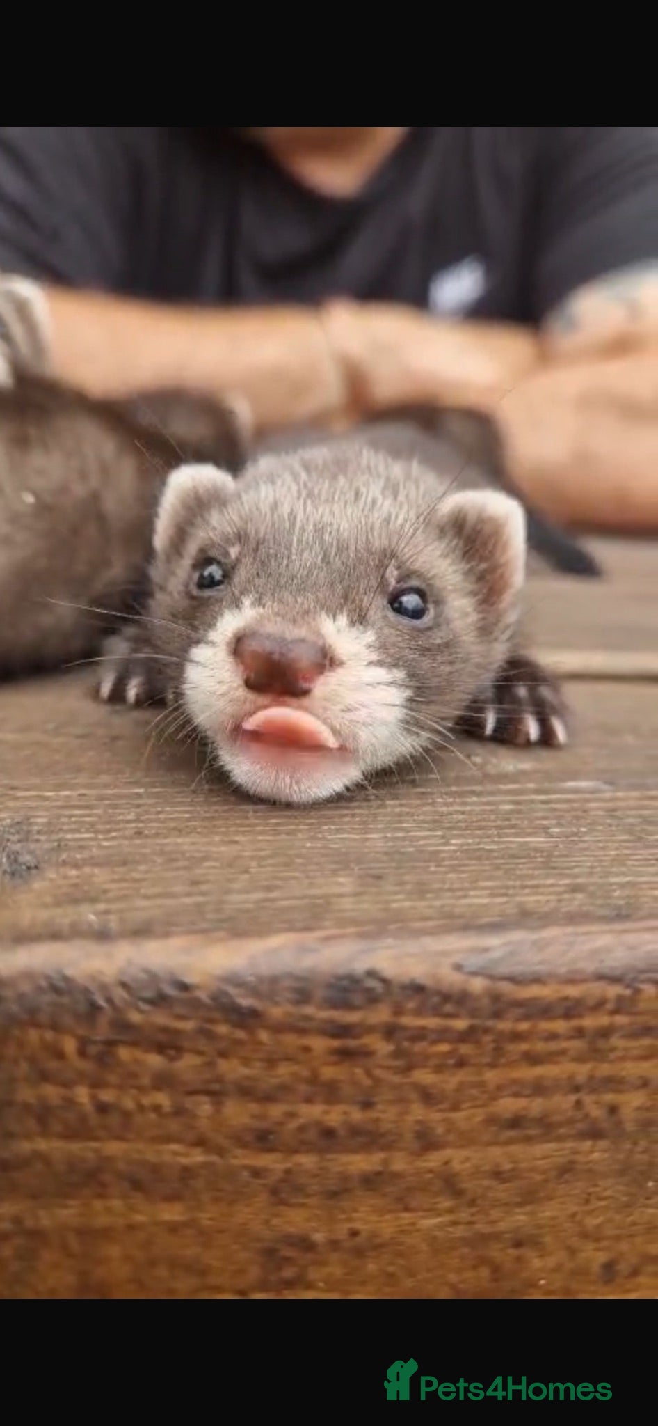 Ferret rodents Ferret Kits for sale  - Advert 1