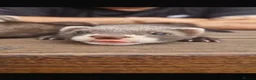 Ferret rodents for sale: Ferret Kits for sale  - Advert 1