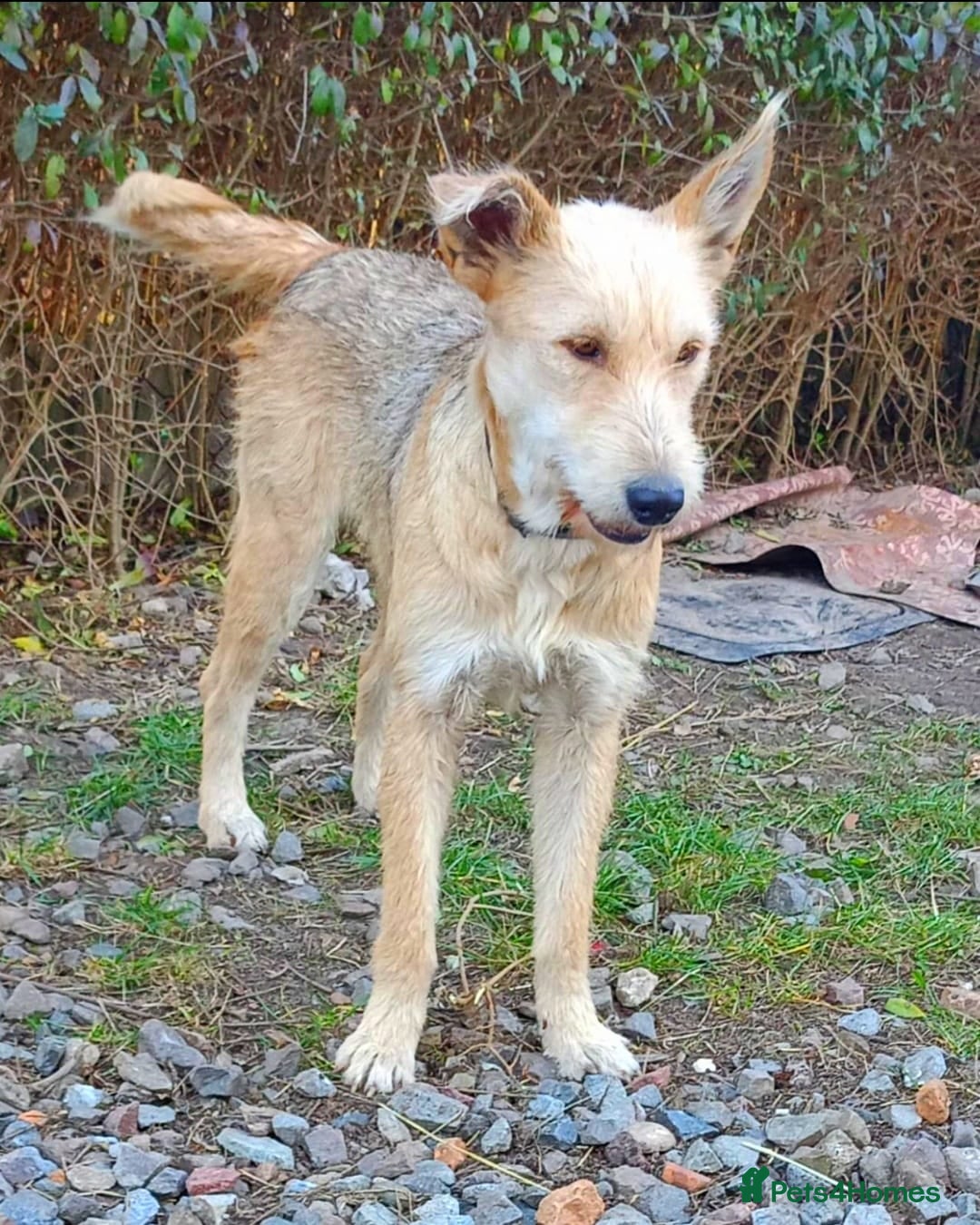 Mixed Breed dogs for adoption: 💖🐶 LUCHIA 🐶💖 - Advert 16