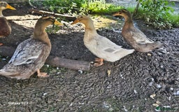 Ducks poultry for sale: 3 female saxony ducks  - Image 1