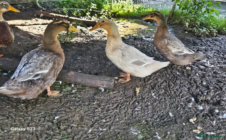 Ducks poultry - Advert 1