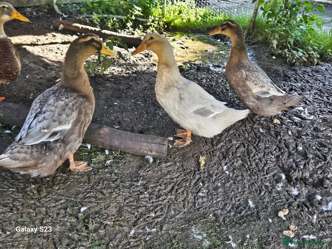 Ducks poultry for sale: 3 female saxony ducks  - Image 1