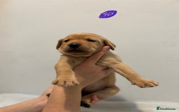 Labrador Retriever dogs for sale: Beautiful fox red puppies  - Image 32