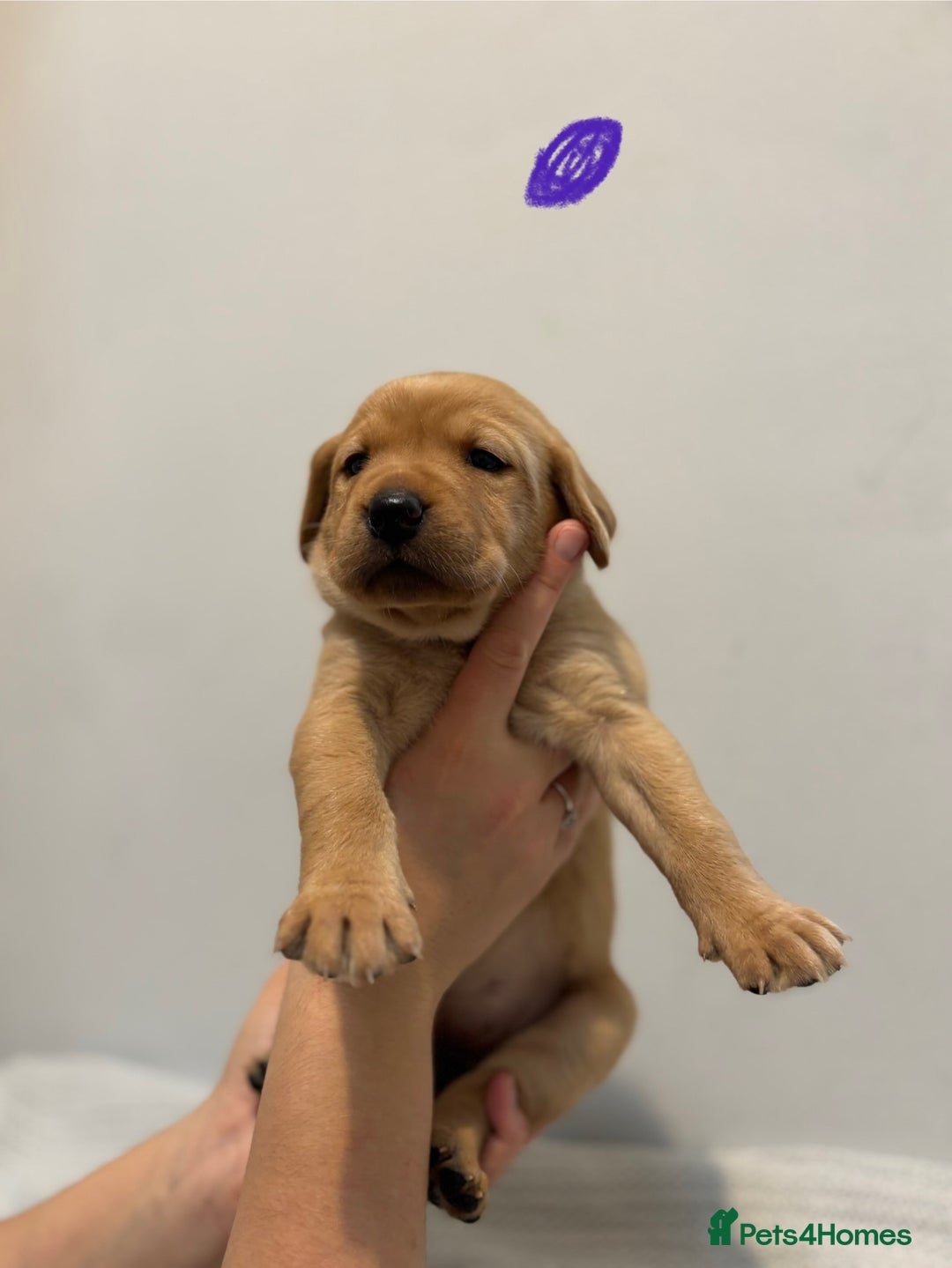 Labrador Retriever dogs for sale: Beautiful fox red puppies  - Image 32