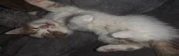 Munchkin cats for sale: Munchkin kittens - Advert 14