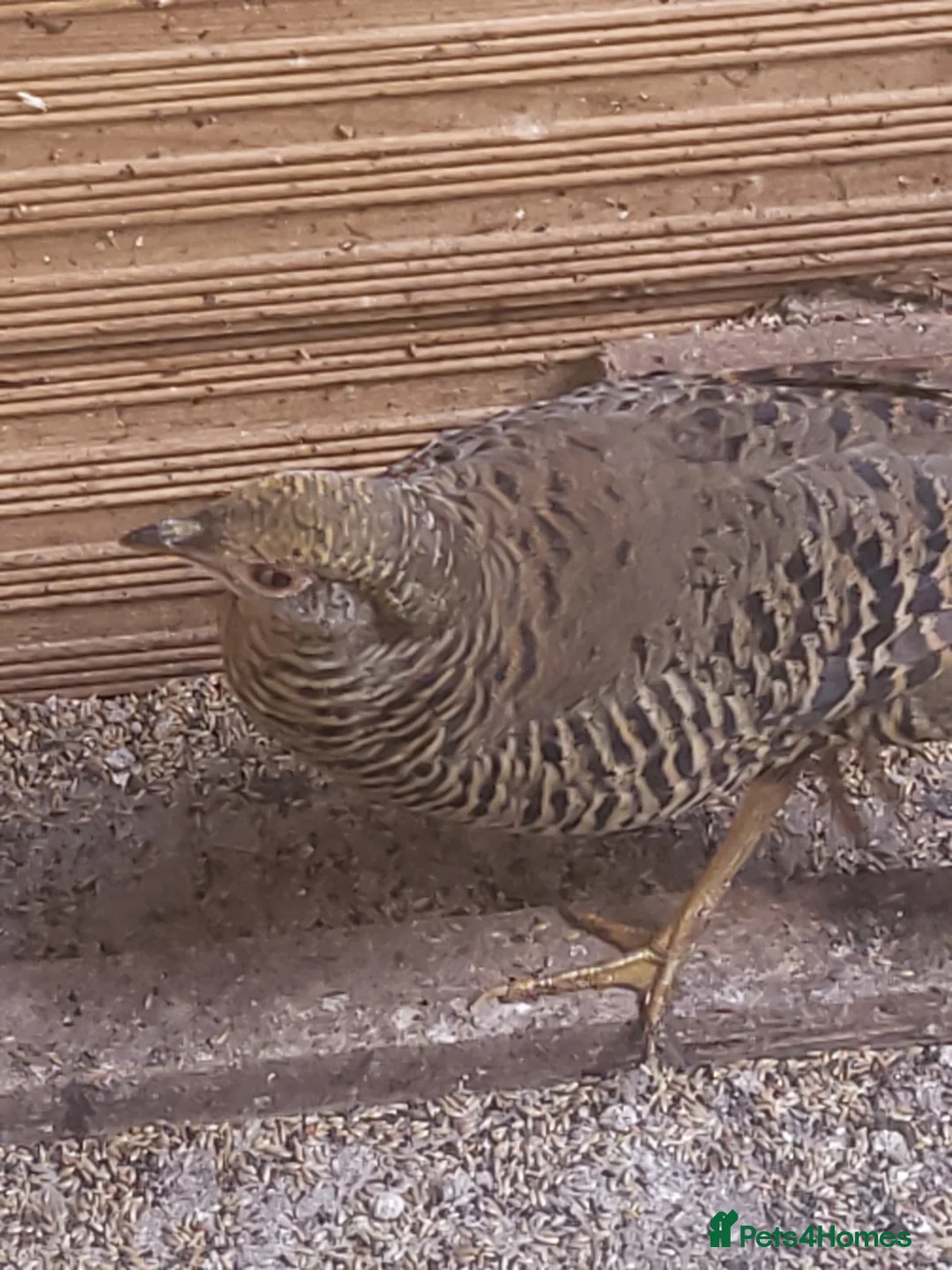 Mixed Breed birds for sale: Pheasants  - Advert 8