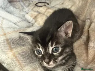 Mixed Breed cats Bengal xMainecoon Kittens LAST kitten remaining - Advert 1