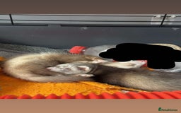 Ferret rodents for sale: Two male Ferrets  - Image 1