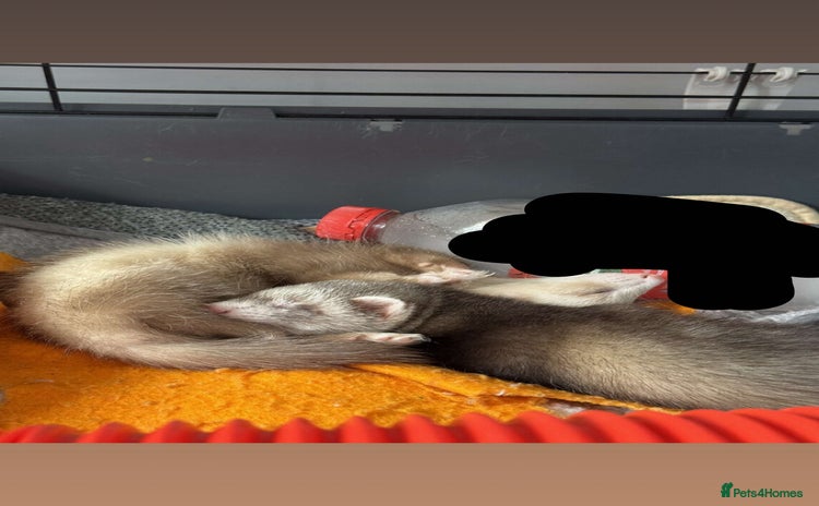 Ferret rodents - Advert 16