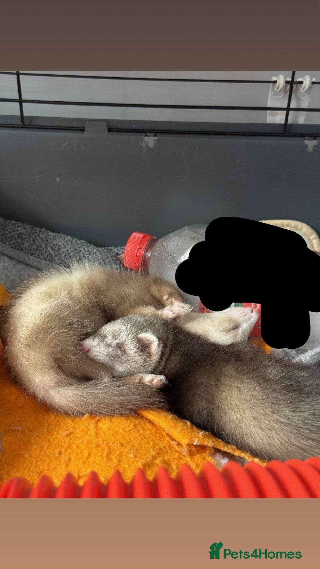 Ferret rodents for sale: Two male Ferrets  - Image 1