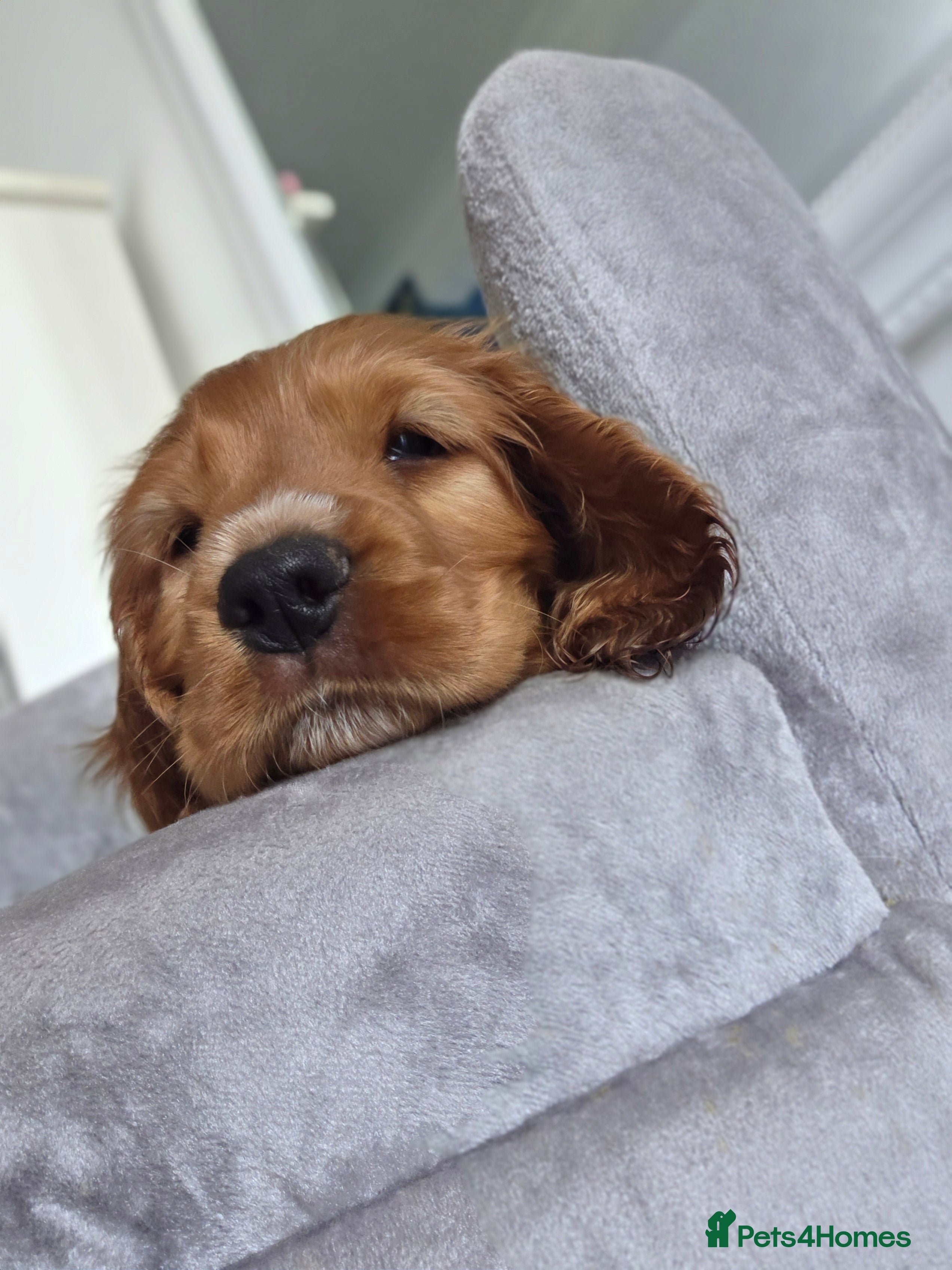 Cocker Spaniel dogs Cocker spaniel puppies - Advert 7