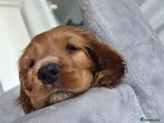 Cocker Spaniel dogs Cocker spaniel puppies - Advert 7