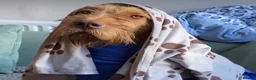 Hungarian Vizsla dogs for sale: Hungarian WIREHAIRED VIZSLA puppies KC reg'd  - Advert 14