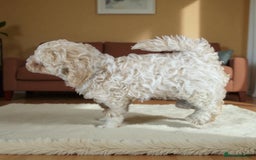 Poochon dogs for sale: Beautiful Poochon Boy Puppy - Image 4