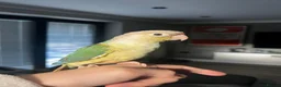 Conures birds for sale: Two Female Conures Including Large Cage - Advert 5