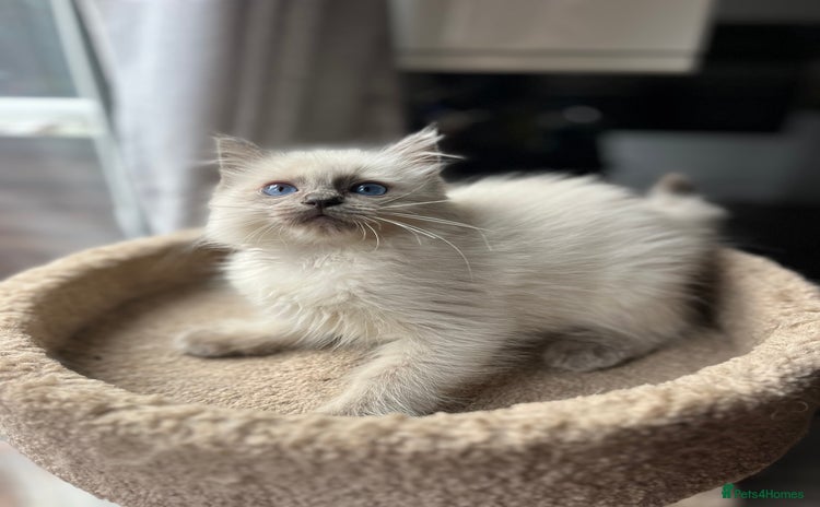 Ragdoll cats Gccf ragdoll kittens  - Advert 4