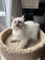 Ragdoll cats Gccf ragdoll kittens - Advert 1