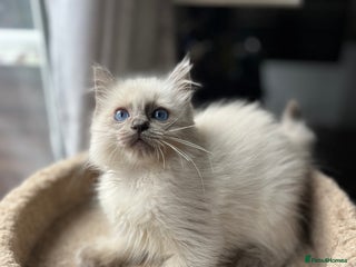 Ragdoll cats Gccf ragdoll kittens - Advert 5