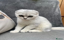 Scottish Fold cats for sale: Need home ASAP Full pedigreeTICA reg Scottish Fold in Barnet - Image 33