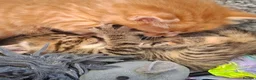 Mixed Breed cats for sale: 5 beautiful kittens for sale - Advert 15