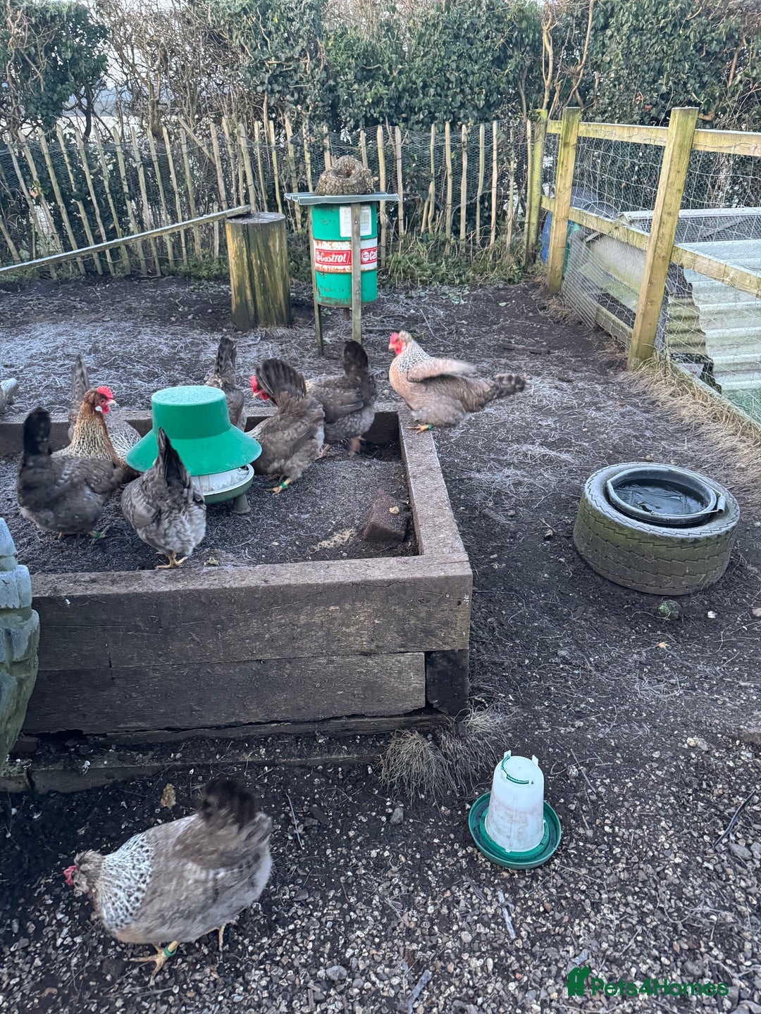 Chickens poultry for sale: Cream crested legbar - Image 9