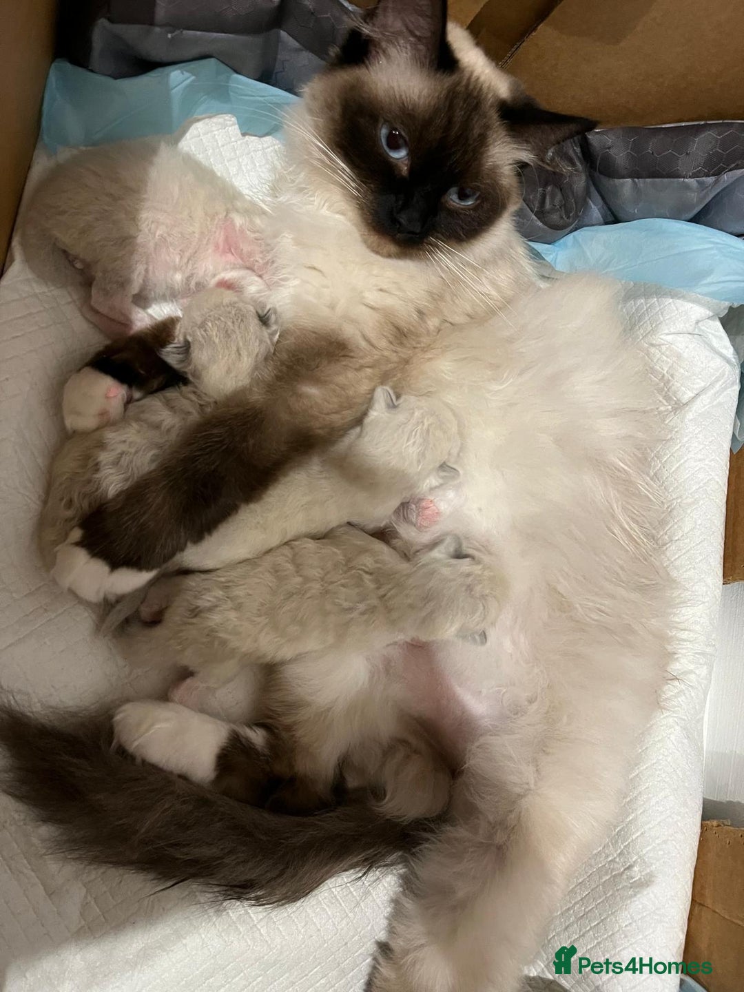 Ragdoll cats for sale: Purebred ragdoll kittens.1 girl & 3 boys-ready now - Advert 2