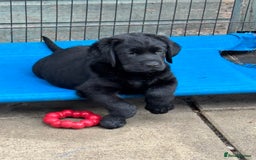 Labrador Retriever dogs for sale: Lovely Black Girl Available  - Image 2