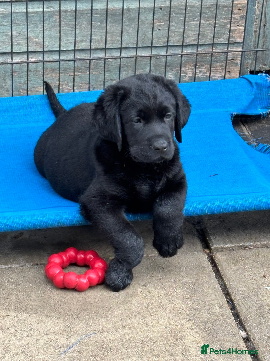 Labrador Retriever dogs for sale: Lovely Black Girl Available  - Image 2