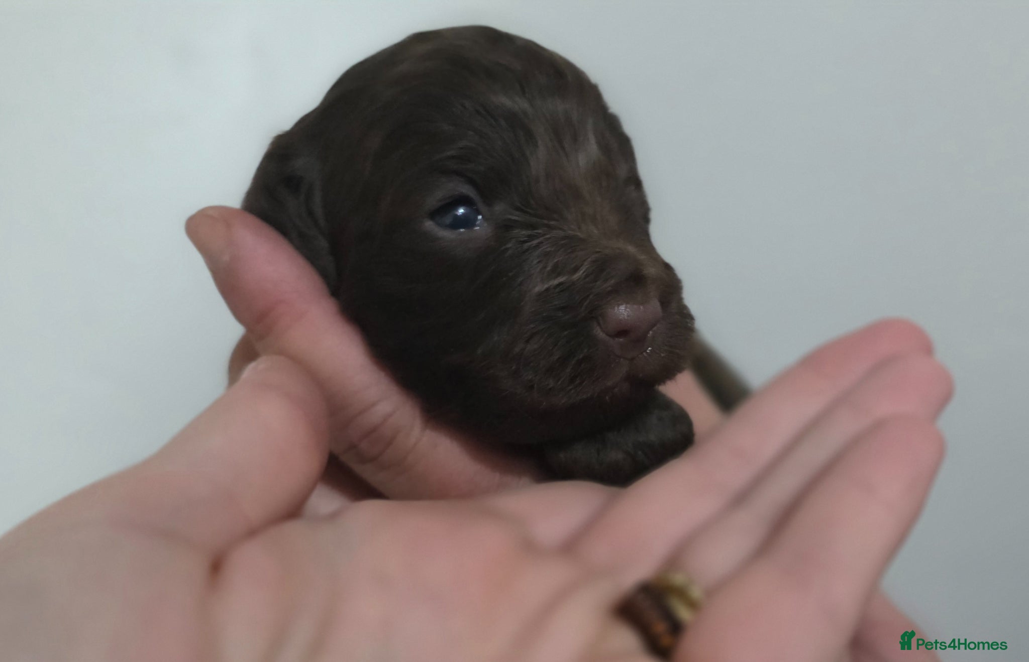 Cockapoo dogs Beautiful Cockerpoo Puppies  - Advert 1