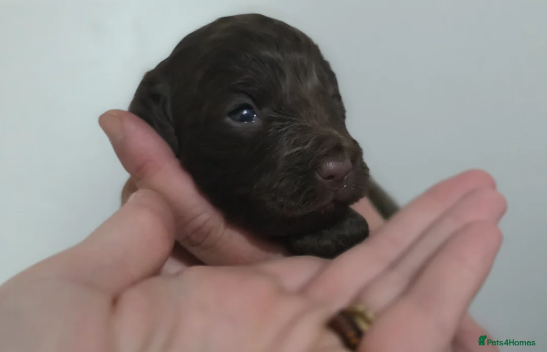 Cockapoo dogs for sale: Beautiful Cockerpoo Puppies  - Advert 1