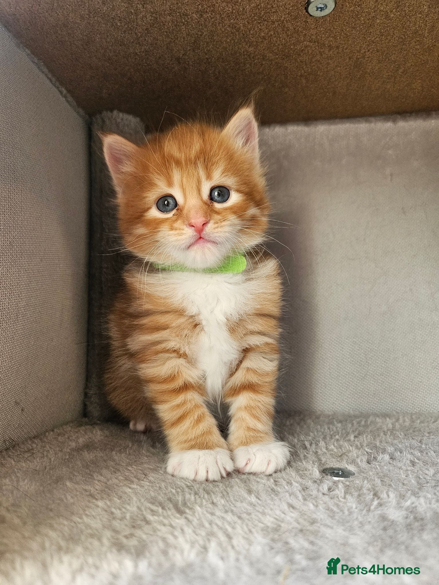 Mixed Breed cats Beautiful Kittens Looking For Their Forever Homes. - Advert 1