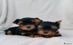 Yorkshire Terrier dogs for sale: Tiny Miniature Yorkshire Terrier puppies  - Image 2