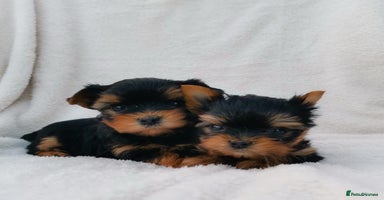Yorkshire Terrier dogs - Advert 3
