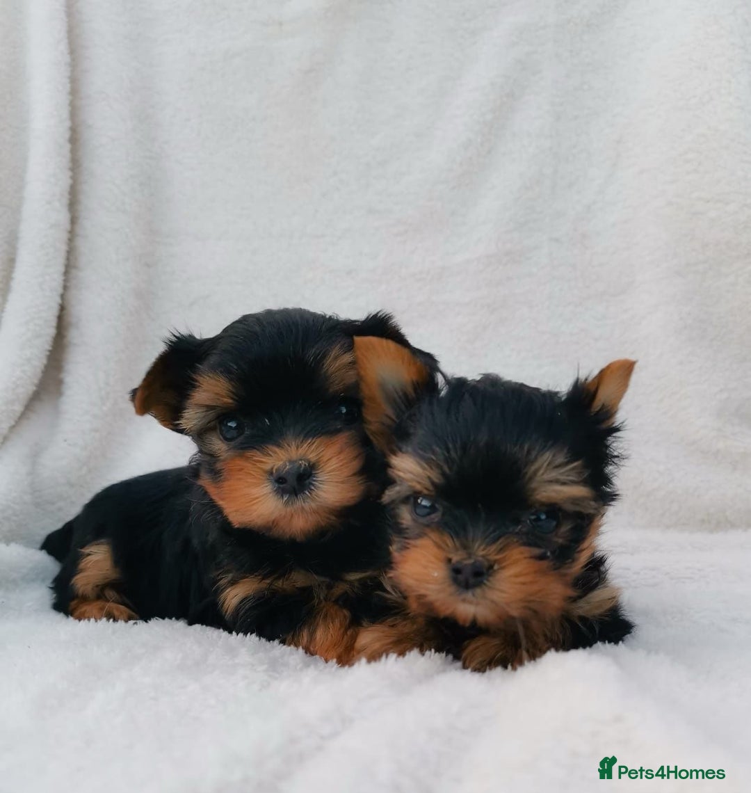 Yorkshire Terrier dogs for sale: Tiny Miniature Yorkshire Terrier puppies  - Image 2