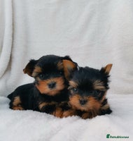 Yorkshire Terrier dogs - Advert 6
