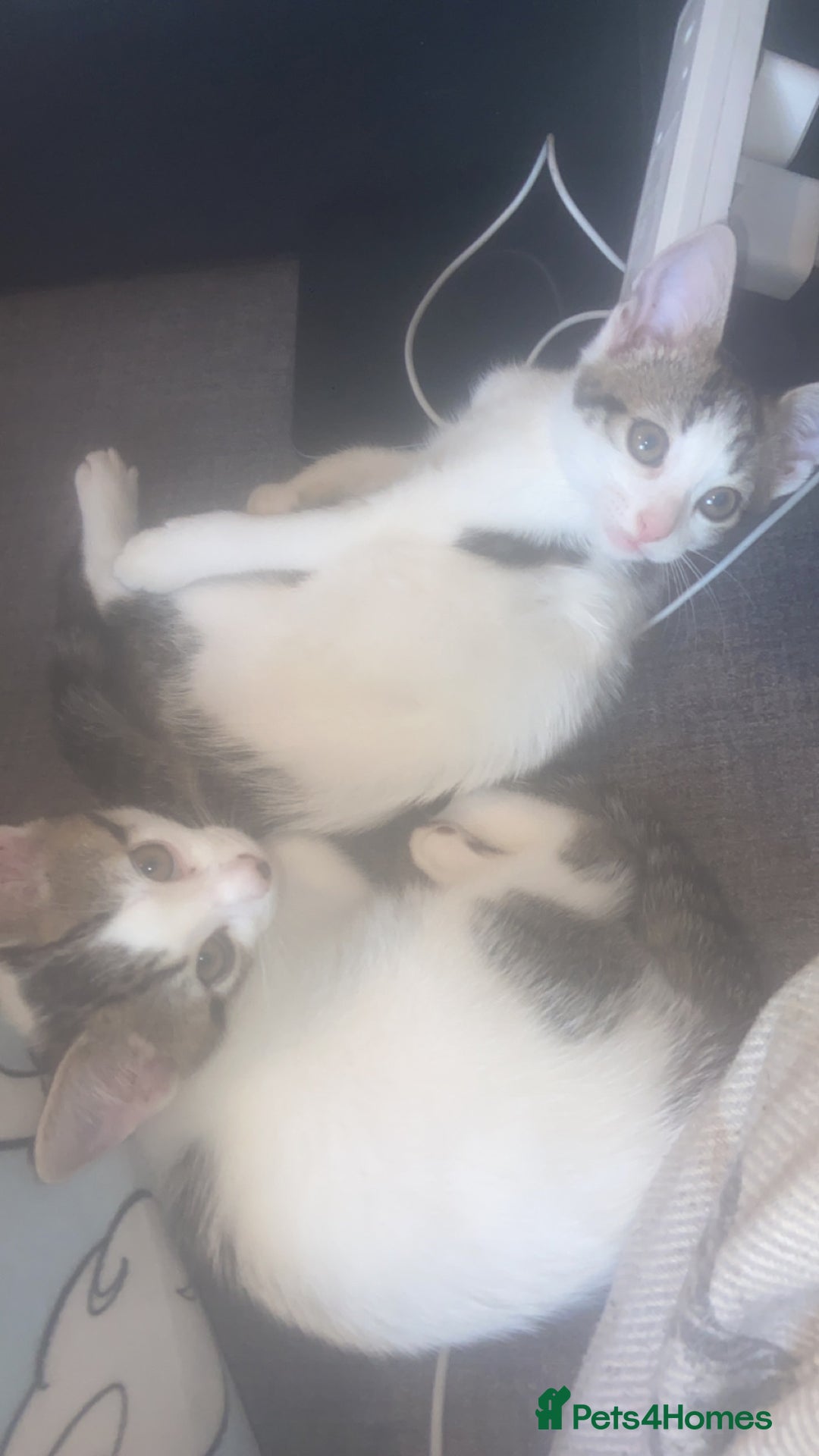Mixed Breed cats for sale: ONLY 1 LEFT!! 4 beautiful kittens for sale  - Image 8