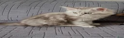 Maine Coon cats for sale: Tica registered maine coon kittens  - Advert 6